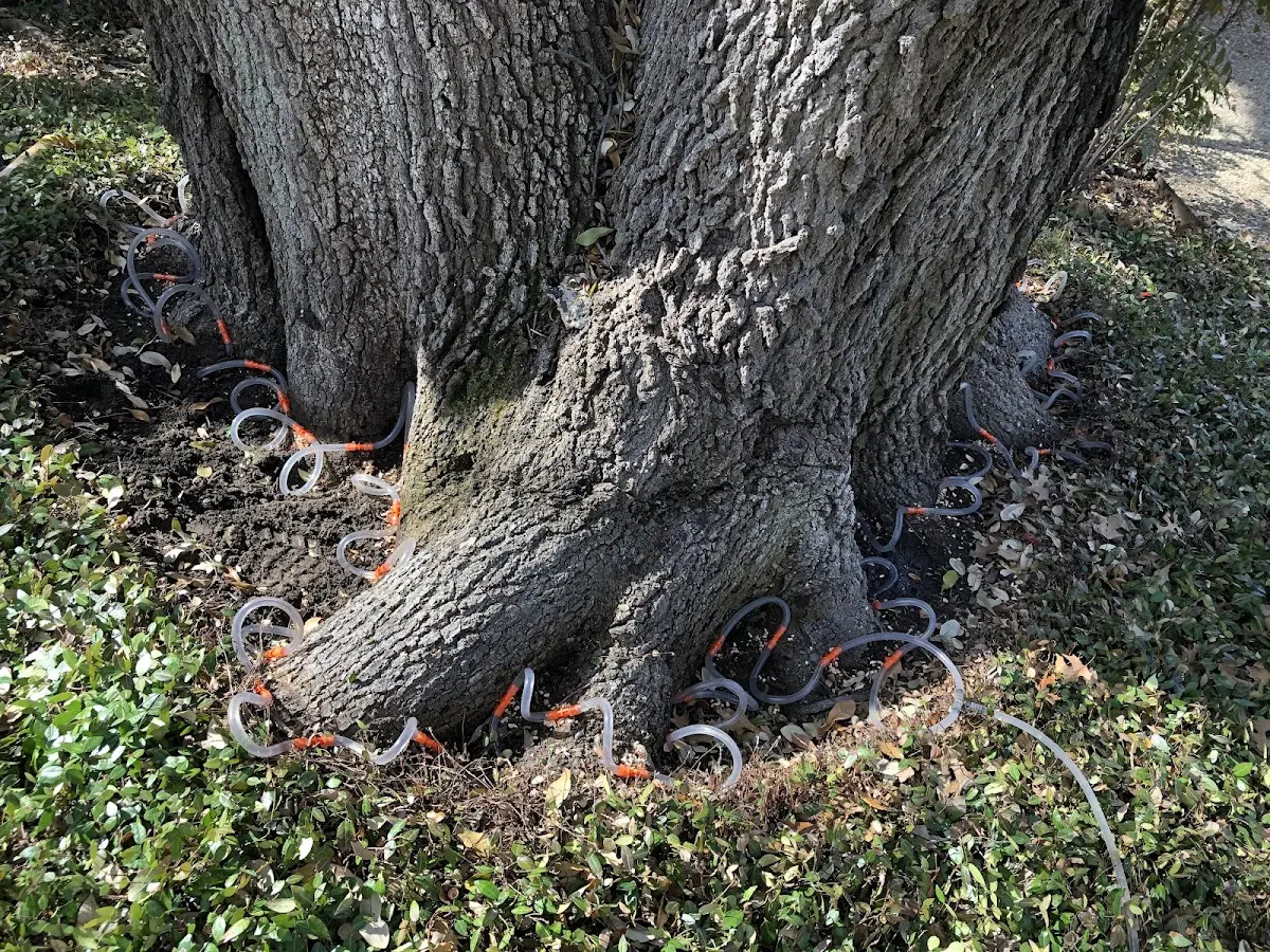 Detailed Tree Cabling and Bracing job site in Lower Lake